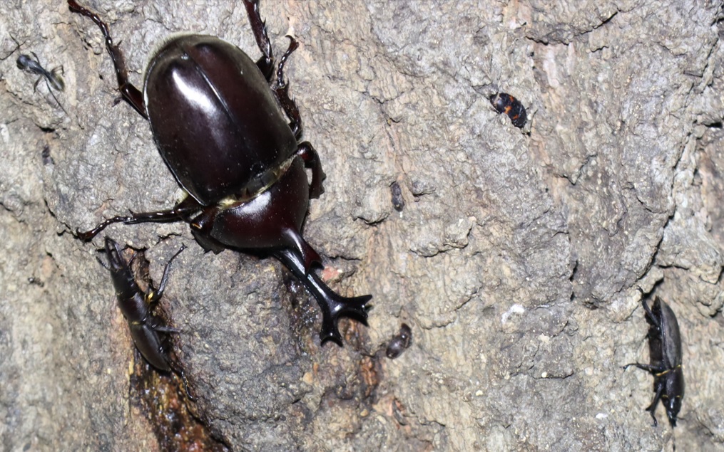 カブトムシ1♂、コクワガタ1♂1♀_No．7のクヌギ_クワガタ達のオアシス _2023年6月19日20時10分気温22度